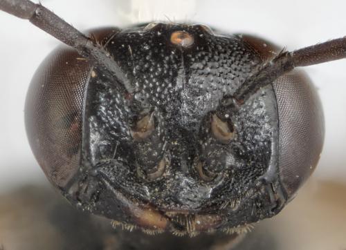 Réf. 289 371 : Astata boops